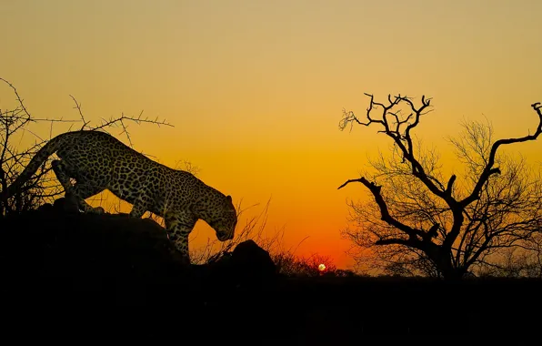 Картинка закат, дерево, леопард, Африка, дикая кошка