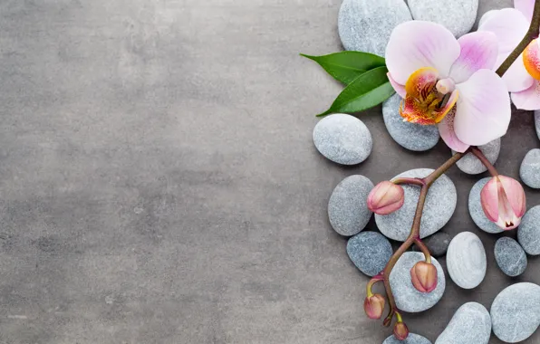 Камни, орхидея, pink, flowers, orchid, spa