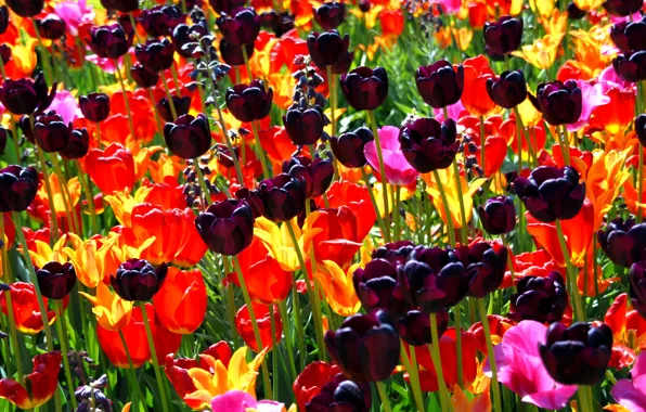 Картинка цветок, цветы, природа, букет, весна, лепестки, тюльпаны, бутоны