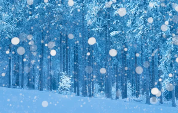 Картинка зима, иней, лес, снег, ветки, обработка, снегопад, боке