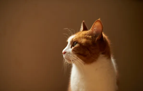 Картинка кошка, кот, фон, бело-рыжий