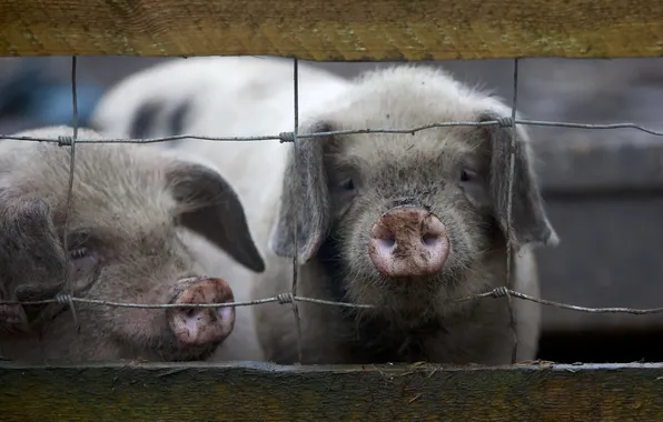 Картинка two, fence, little, farm, piggies