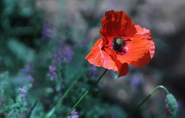 Картинка свет, цветы, красный, фон, один, мак, маки, лепестки