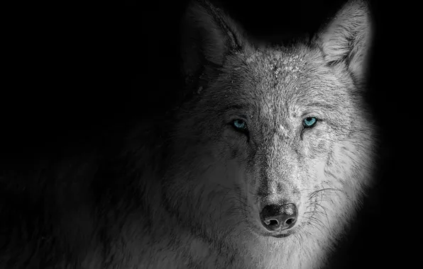 Картинка nature, predator, animal, wolf, wildlife, portrait, portrait., Canis lupus. face