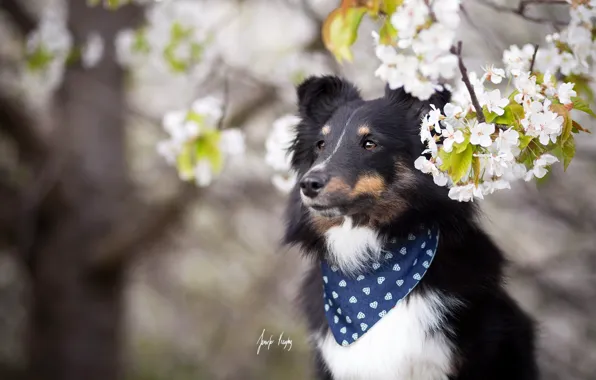 Друг, собака, весна