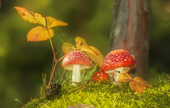 Картинка осень, листья, макро, природа, грибы, мох, паутина, муравьи