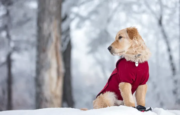Зима, снег, собака, щенок, Голден ретривер, Золотистый ретривер