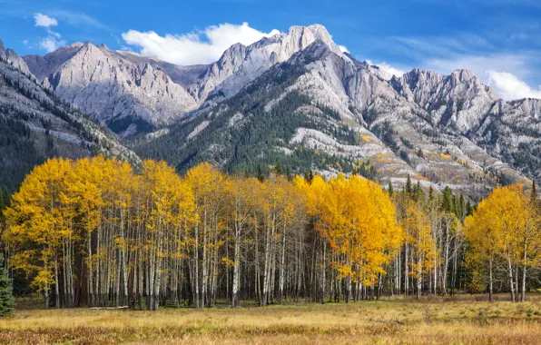 Осень, небо, листья, деревья, горы, Колорадо, США, осина