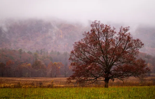 Картинка осень, трава, туман, дерево, холмы