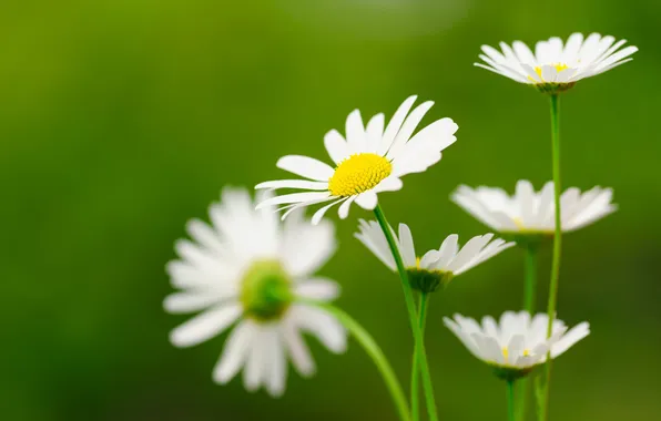 Природа, ромашки, зеленое