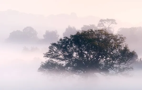 Картинка лес, природа, туман, фото, дерево, утро, густой
