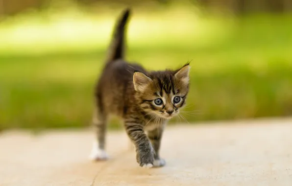 Кошка, лето, трава, взгляд, природа, поза, котенок, серый