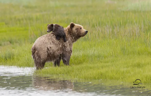 Картинка вода, медведи, Аляска, луг, медвежонок, Alaska, медведица, Lake Clark National Park