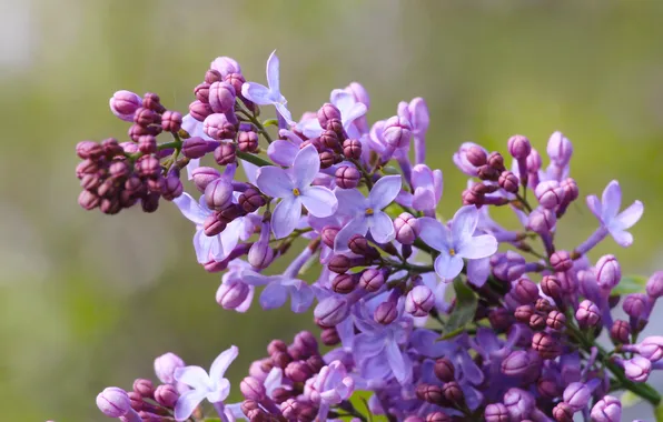 Flower, spring, lilac