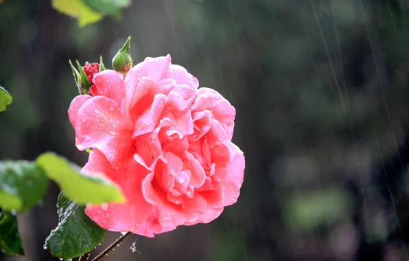 Дождь, Rain, Розовая роза, Pink rose