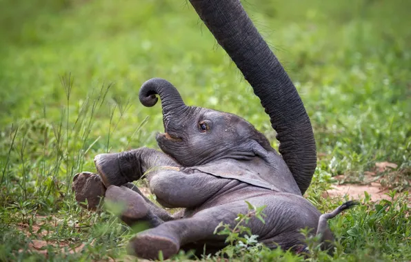 Слон, Baby Elephant, слонёнок, Zambia, African Wildlife