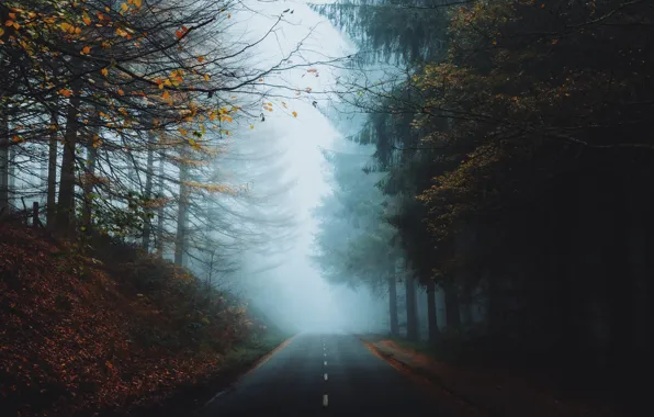 Дорога, лес, туман, парк, шоссе
