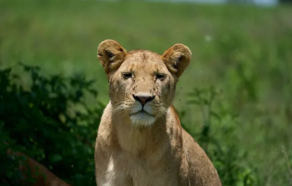 Картинка lion, big cat, animals wildlife, animl, lionnes