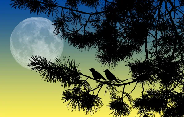 Картинка птицы, ночь, ветки, луна, силуэты