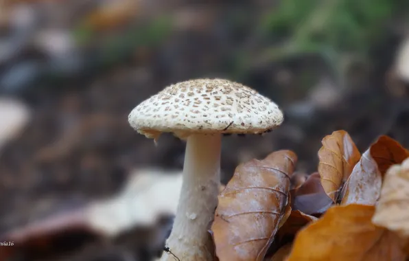Forest, plant, mashroom