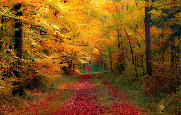 Дорога, осень, лес, природа