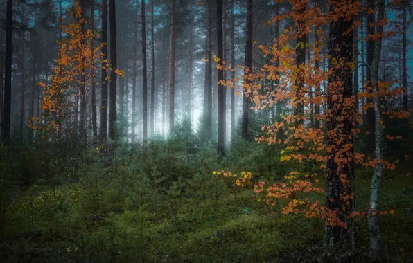 Осень, лес, деревья, Норвегия, Norway, Рингерике, Ringerike