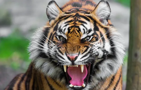 Картинка big cat, animal themes, one animal, .tiger beautiful desktop