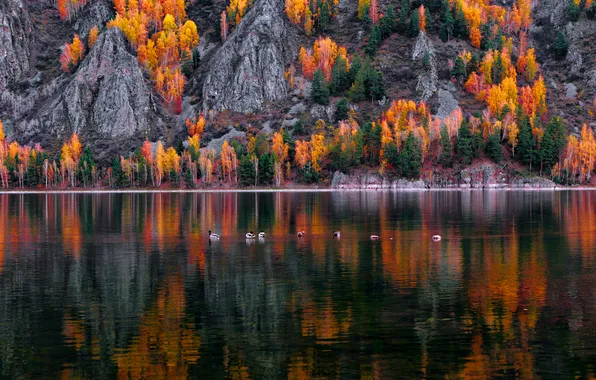 Colors, trees, lake, ducks