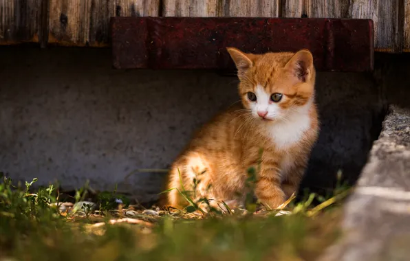 Картинка кошка, взгляд, свет, рыжая, котёнок, бетон, сидит