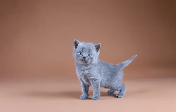 Фон, минимализм, малыш, котёнок, британский