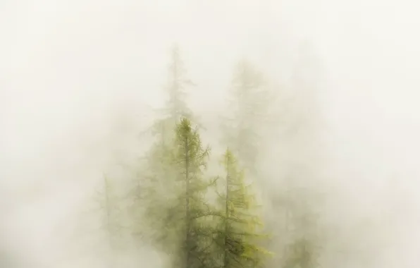 Картинка осень, лес, туман