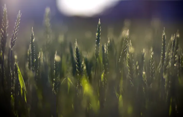 Картинка пшеница, макро, зеленый, фон, widescreen, обои, растительность, рожь