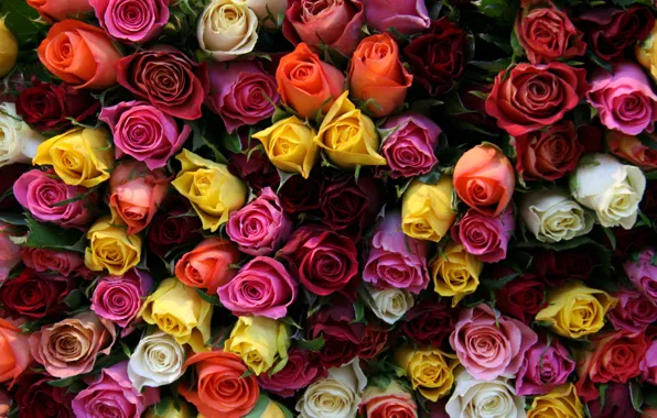 Картинка цветок, цветы, розы, букет, бутоны, красивые, миллион роз