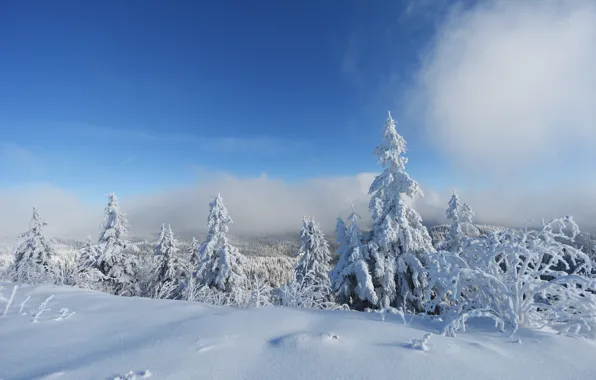 Облака, Зима, Деревья, Снег, Лес, Мороз, Clouds, Winter