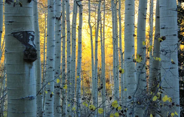 Осень, лес, Колорадо, США, роща, осина, Аспен
