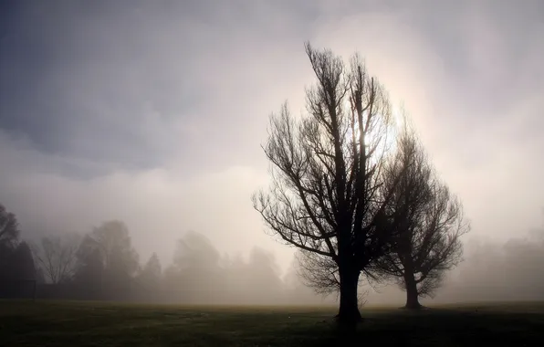 Картинка деревья, пейзаж, туман, утро