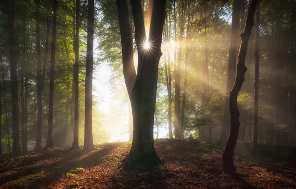 Лес, деревья, Германия, Бавария, солнечные лучи