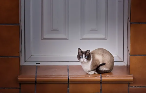 Картинка кошка, взгляд, дом
