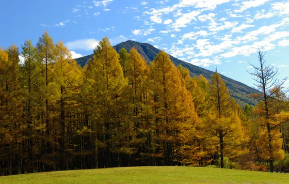 Картинка осень, лес, горы, природа, фото