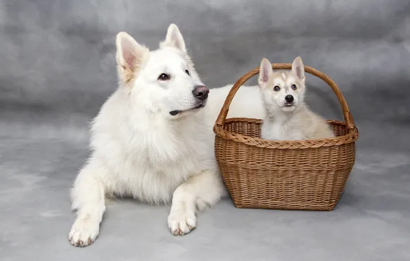 Собаки, взгляд, корзина, две, собака, малыш, щенок, лежит