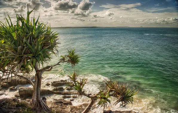Картинка море, пляж, пальмы, Австралия