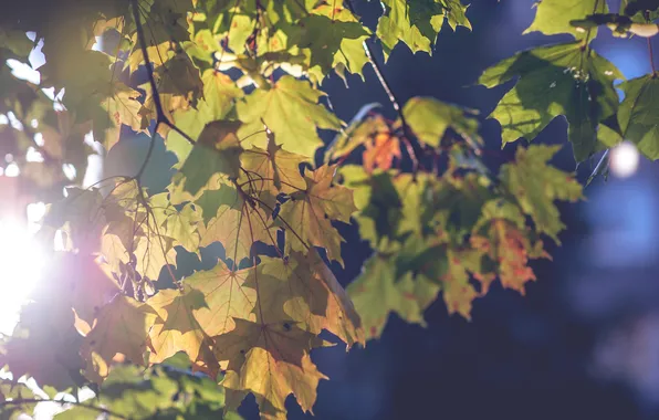 Осень, листья, настроение, ветка, размытость, клён