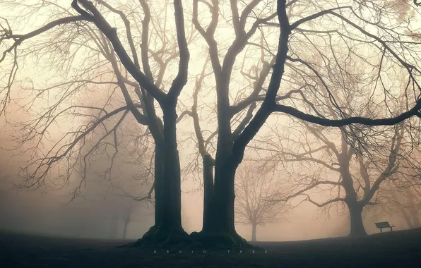 Картинка деревья, природа, туман, парк, сквер