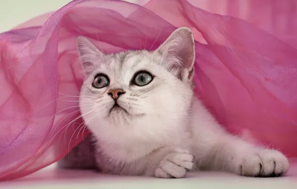 Кошка, взгляд, поза, котенок, серый, портрет, ткань, лежит