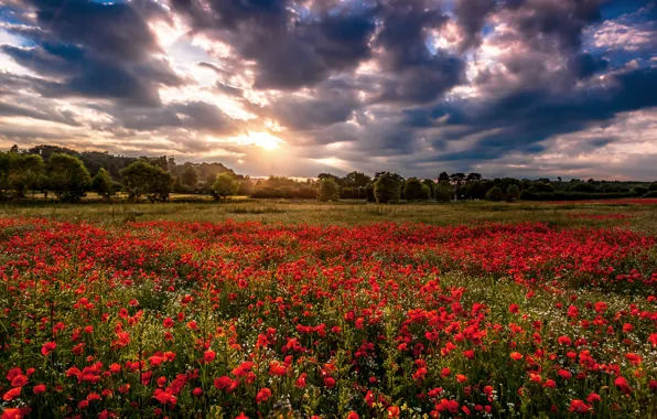 Картинка поле, облака, деревья, цветы, природа, Маки, красные