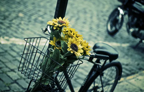 Картинка листья, цветы, синий, желтый, велосипед, фон, widescreen, обои, корзина, настроения, подсолнух, размытие, контраст, wallpaper, цветочки, …