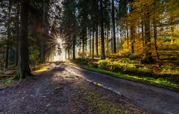 Картинка дорога, осень, лес, деревья, лучи солнца