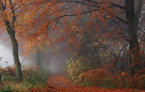 Картинка осень, лес, листья, деревья, туман, ветви, Природа, forest