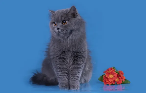 Кошка, цветы, шерсть, британец