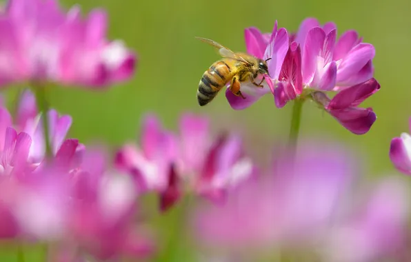 Картинка нектар, пчела, розовый, клевер, цветки